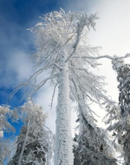 Фото Алексея Чебакова